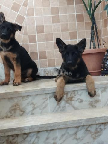 Chiots Berger Allemand - 2
