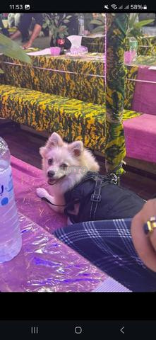 Chiots Pomeranian Spitz à vendre - 2