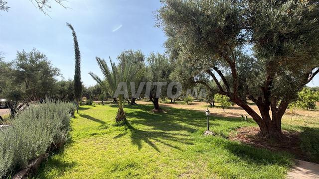 Terrain titré 2,5 Ha  250 Oliviers  Rte Ouarzazate
