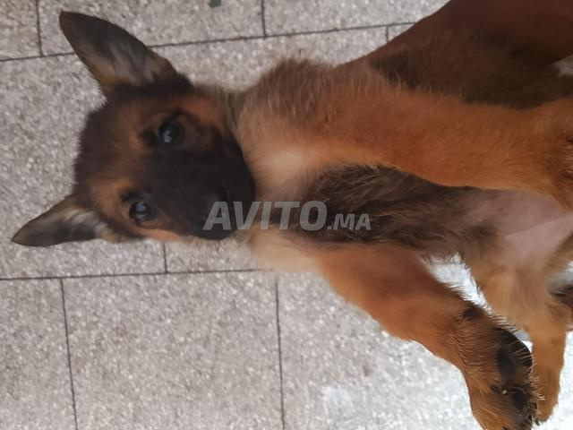 Chiots Malinois