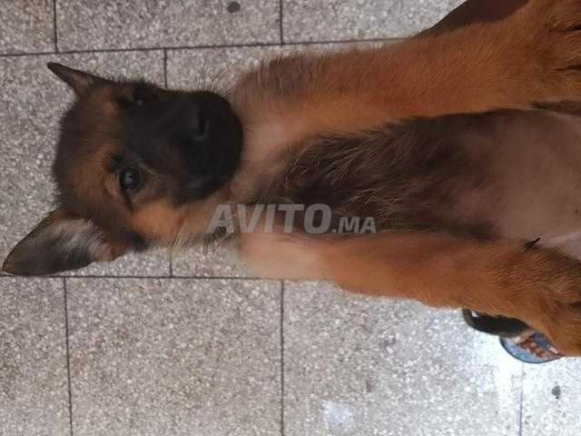 Chiots Malinois - 2