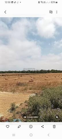 Commune des Mahirza Sahel, Bir Jedid