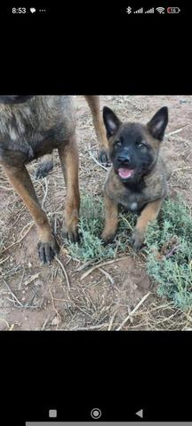 Malinois charbonné disponible - 2