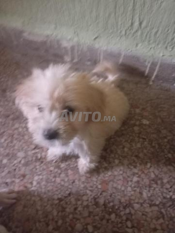 Bichon Havanais - 2