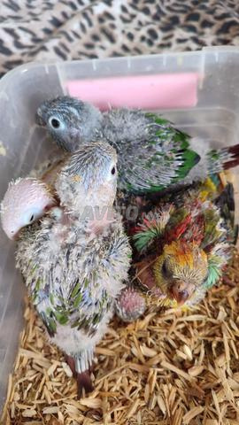 Bébé Molinae opaline - 2
