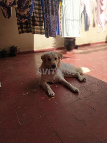 Golden Retriever - 2