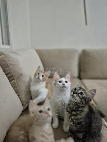 Chaton à vendre