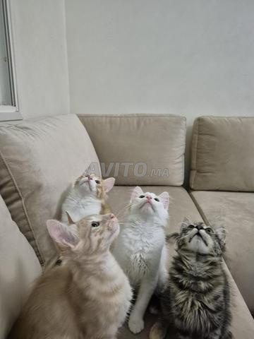 قطة للبيع - 2