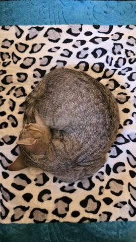 Chaton cherche une famille adoptive