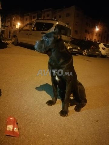 Femelle Cane Corso pure race - 2