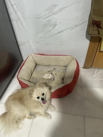 Spitz et ses bébés à vendre - 2
