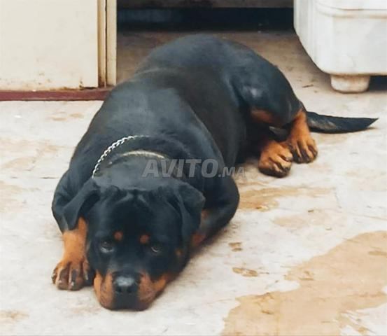 Femelle rottweiler pure race
