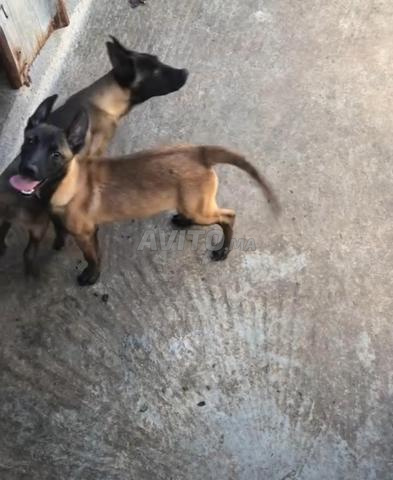 Malinois femelle charbonné pure race 3 mois - 2