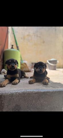 Chiots rottweiller