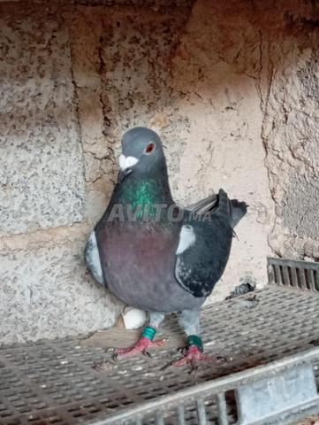 Pigeon voyageur espagnol - 2