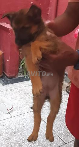 chiots malinois - 2