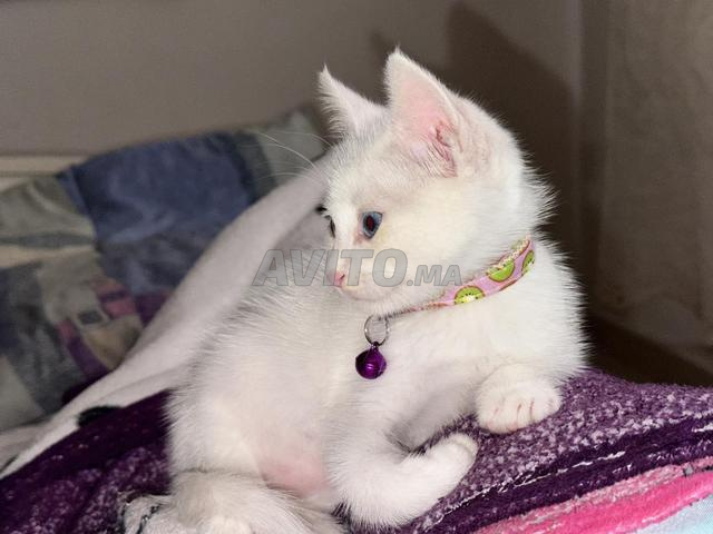 Angora à vendre - 2