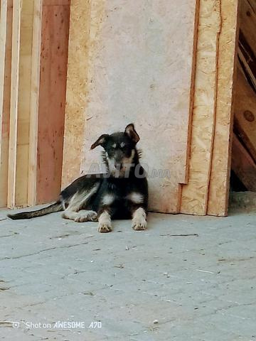 Chien fox terrier