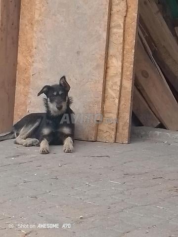 Chien fox terrier - 2