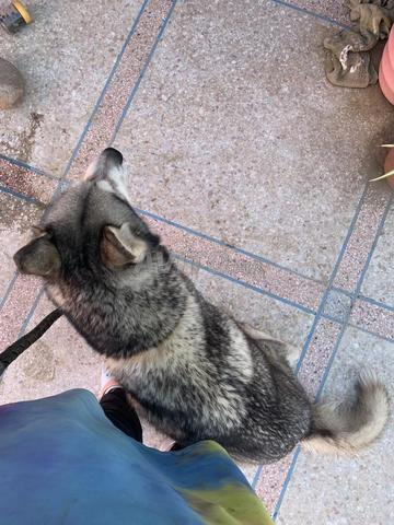 Husky à adopter - 2