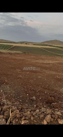 Terrain agricole titré 2.55 ha à vendre – El Hajeb
