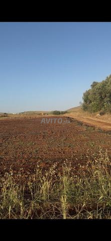 Terrain agricole titré 2.55 ha à vendre – El Hajeb