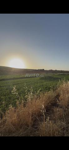 Terrain agricole titré 2.55 ha à vendre – El Hajeb