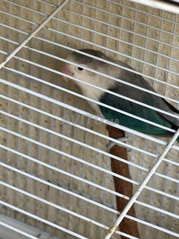 Mâle Fischer apprivoisé - 2