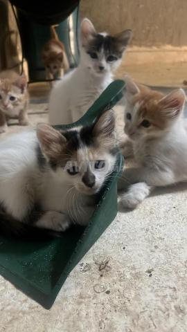 6 chatons d'un mois à adopter