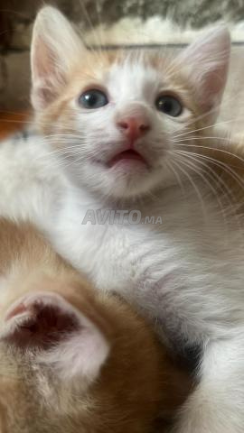 6 chatons d'un mois à adopter - 2