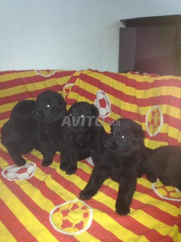 chiots berger noir - 2