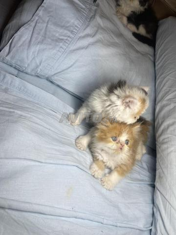Chaton persan - 2