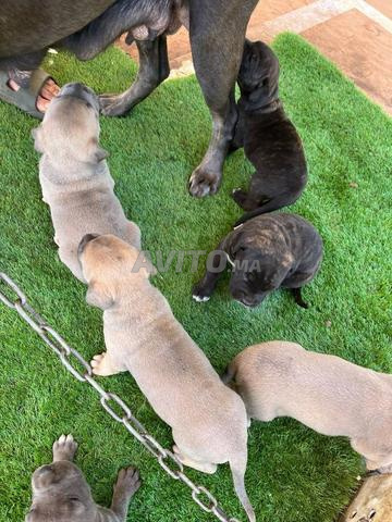 cane corso 