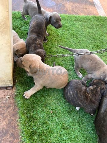 cane corso 