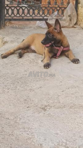 Malinois Belge 100 jours - 2