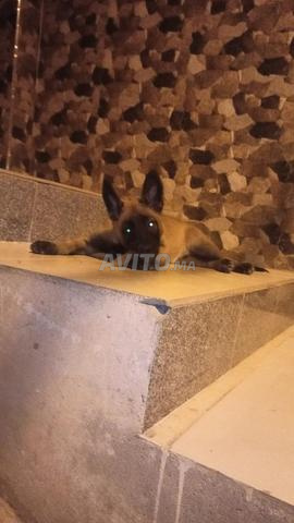 Malinois Belge 100 jours
