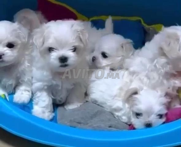 Bichon Maltais - 2