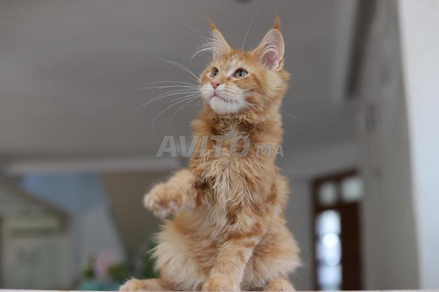 Chaton Maine Coon avec pedigree wcf