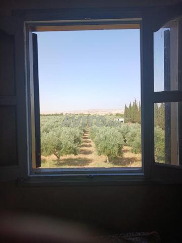 Ferme entièrement équipée à vendre – 31.162 m² – Province de Safi - 2