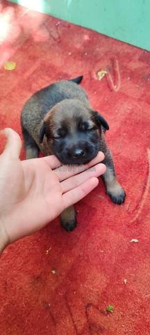 Chiots de Malinois Charboni - 2