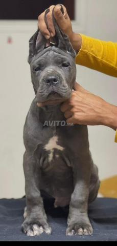 Cane Corso pedigree - 2