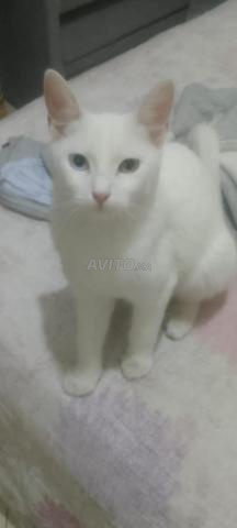 Chatte thaïlandaise de race Khao Manee - 2