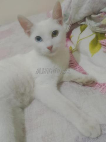 Chatte thaïlandaise de race Khao Manee