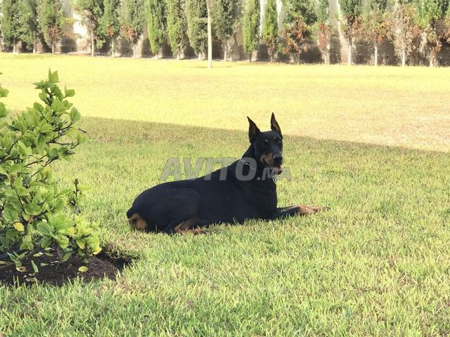 Dobermann Pinscher d'Exception - 2