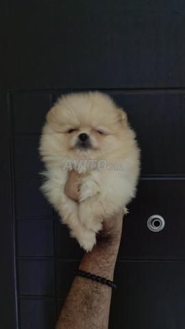 Femelle Spitz nain pedigree - 2