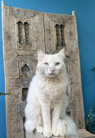 Femelle Angora Turc stérilisée 1 an et demi