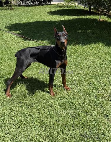 Dobermann, Pedigree