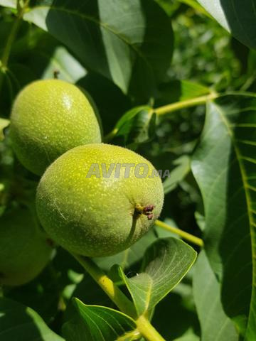 Noix BIO avec écorce verte pour la beauté et le traitement
