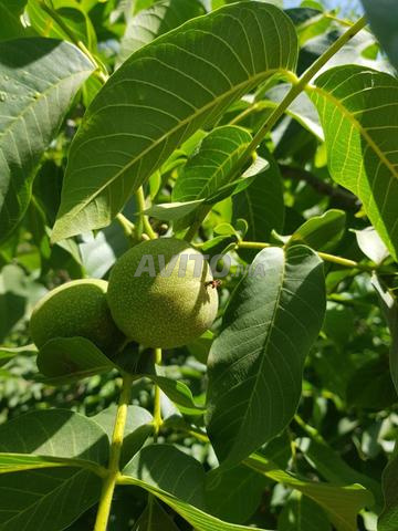 Noix BIO avec écorce verte pour la beauté et le traitement - 2