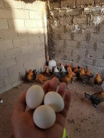 Poulets Fayoumi - 2